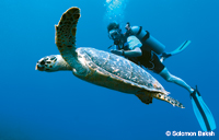Hawksbill and Diver